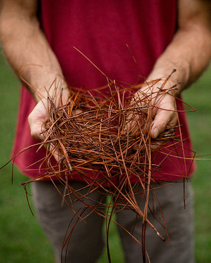 Person holding a handful of Long Needle Pine Straw
